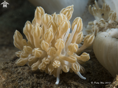 A Rudman's Phyllodesmium | Rudman's Phyllodesmium