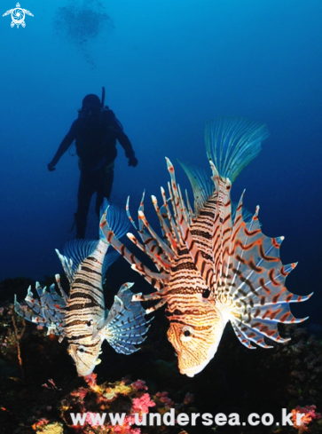 A lionfish