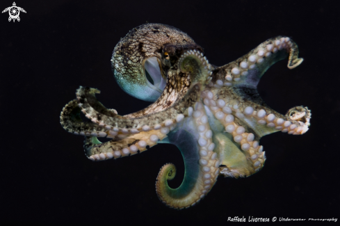 A Octopus vulgaris