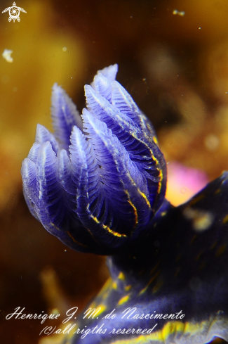 A Nudi