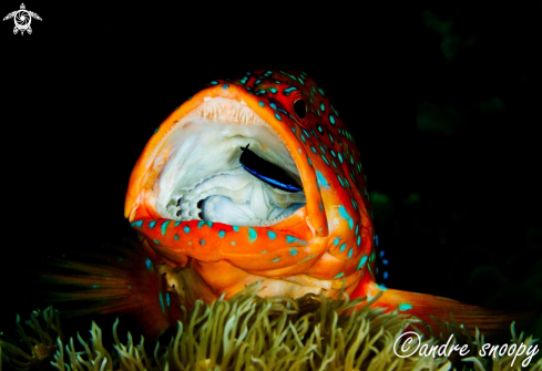 A Cephalopholis miniata | Grouper