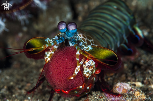 A Mantis shrimp