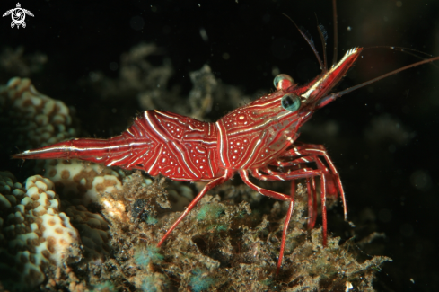 A Peppermint Shrimp