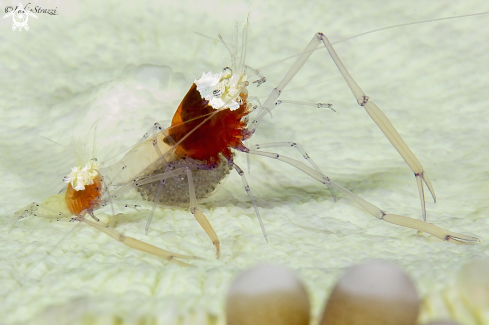 A Popcorn shrimps