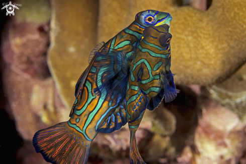 A Mandarin fish