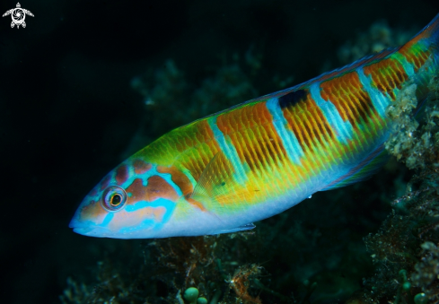 A Thalassoma pavo  | Donzella pavonina