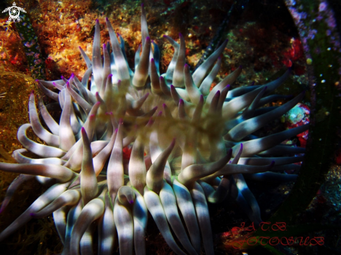 A Cribrinopsis crassa | Fat anemone