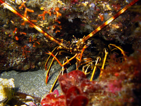 A Palinurus Elephas | Langosta