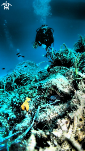 A Mediterranean moray