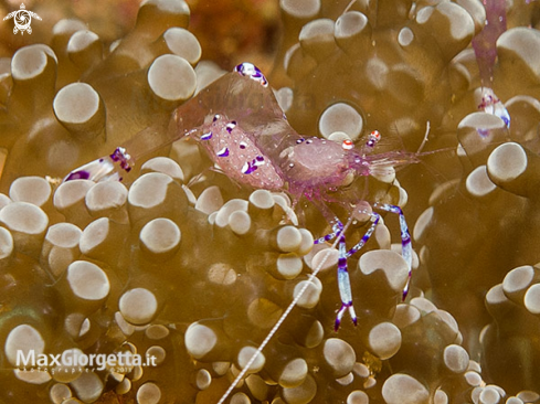 A Anemone shrimp