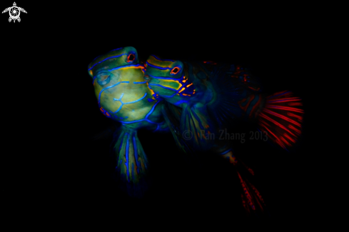 A Mandarin fish