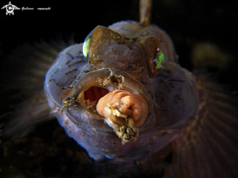 A Gobius niger | Ghiozzo