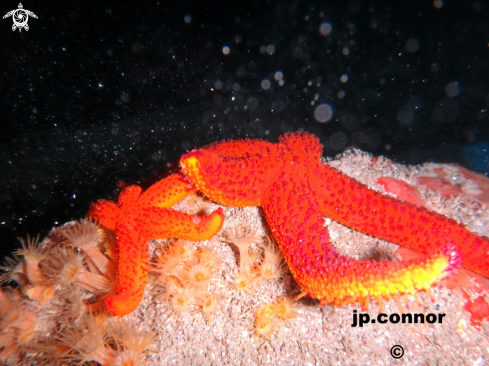 A Etoile de mer rouge