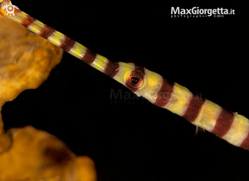 A Banded Pipefish, Doryrhamphus dactyliophorus