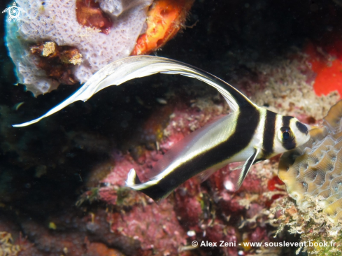 A Juvenile spotted drum