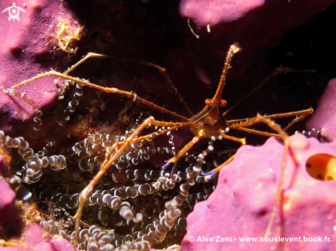 A spider crab