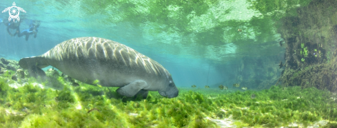 A Manatee