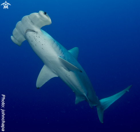 A Hammerhead