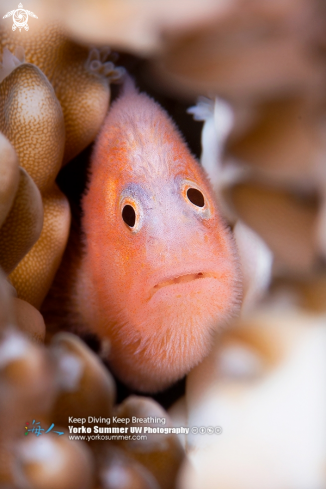 A Coralgoby