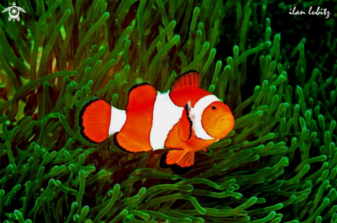 A clown anemone fish