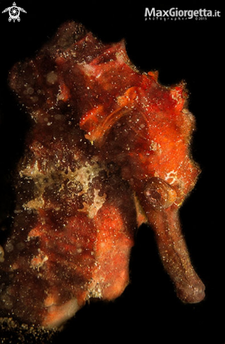 A red sea horse