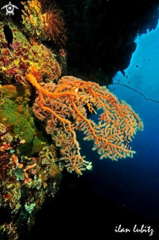 A Gorgonian