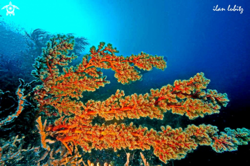 A soft corals