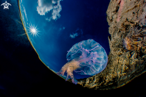 A Pelagia noctiluca