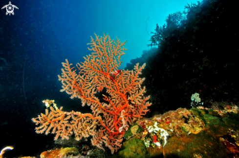 A soft corals