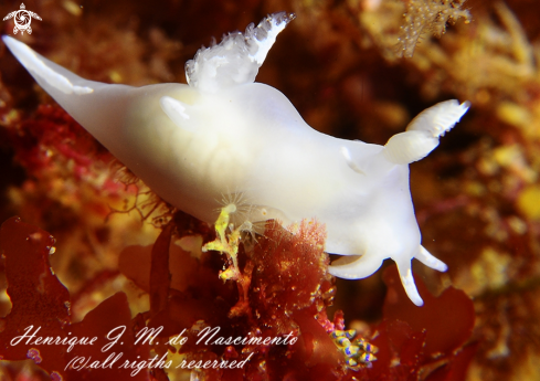 A nudibranch