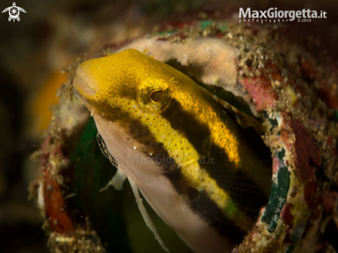 A Shorthead Fangblenny