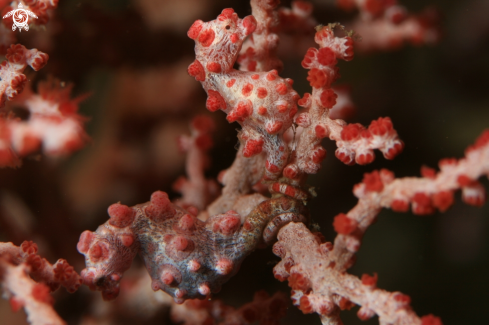 A Pigmy Sea Horse