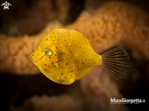 A juvenile Filefish