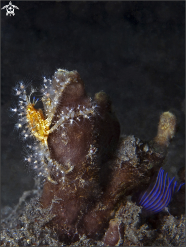 A Decorator Crab