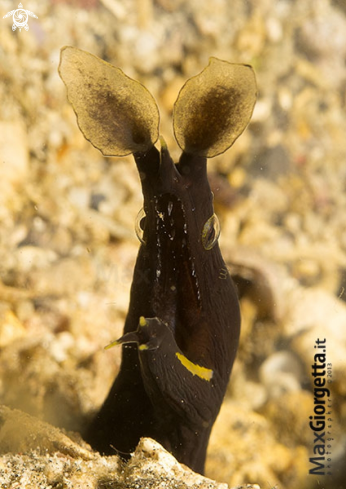 A Jouvenile ribbon eel