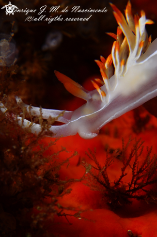 A Nudibranch