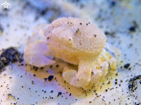 A Pearl Granular Crab