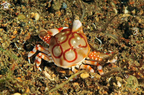 A porcelain crab