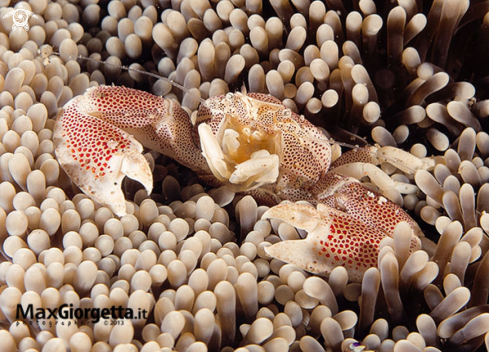 A porcellain crab