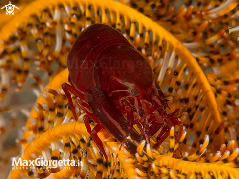 A Shrimp up crinoid