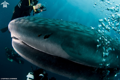 A Whale shark