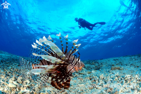 A lionfish