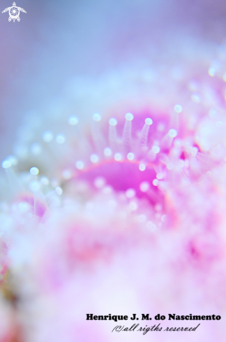 A anemones