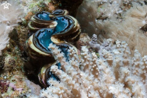 A Tridacna (Tridacna) gigas | Giant clam