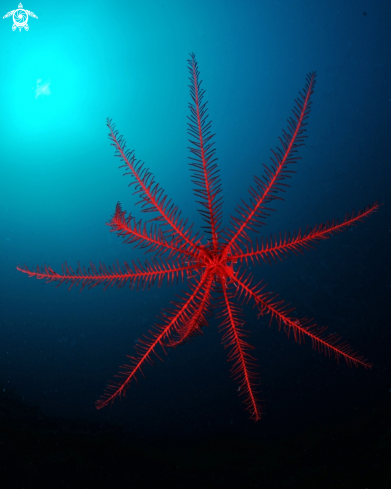 A Antedon mediterraneo | Giglio di mare