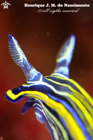 A Nudibranch