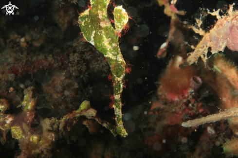 A Halimeda Ghost Pipefish