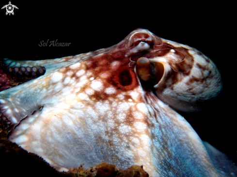 A Octopus