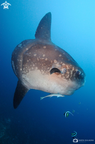 A Mola mola