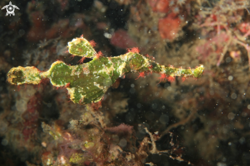 A Halimeda Ghost Pipefish